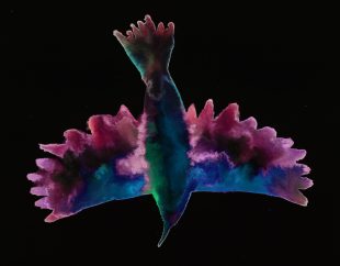 Wing-sleepers (Songbird), 2018